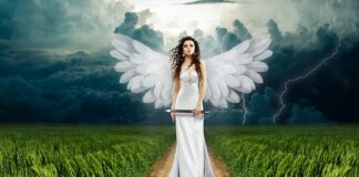 Jak rozmnożyć skrzydła anioła?